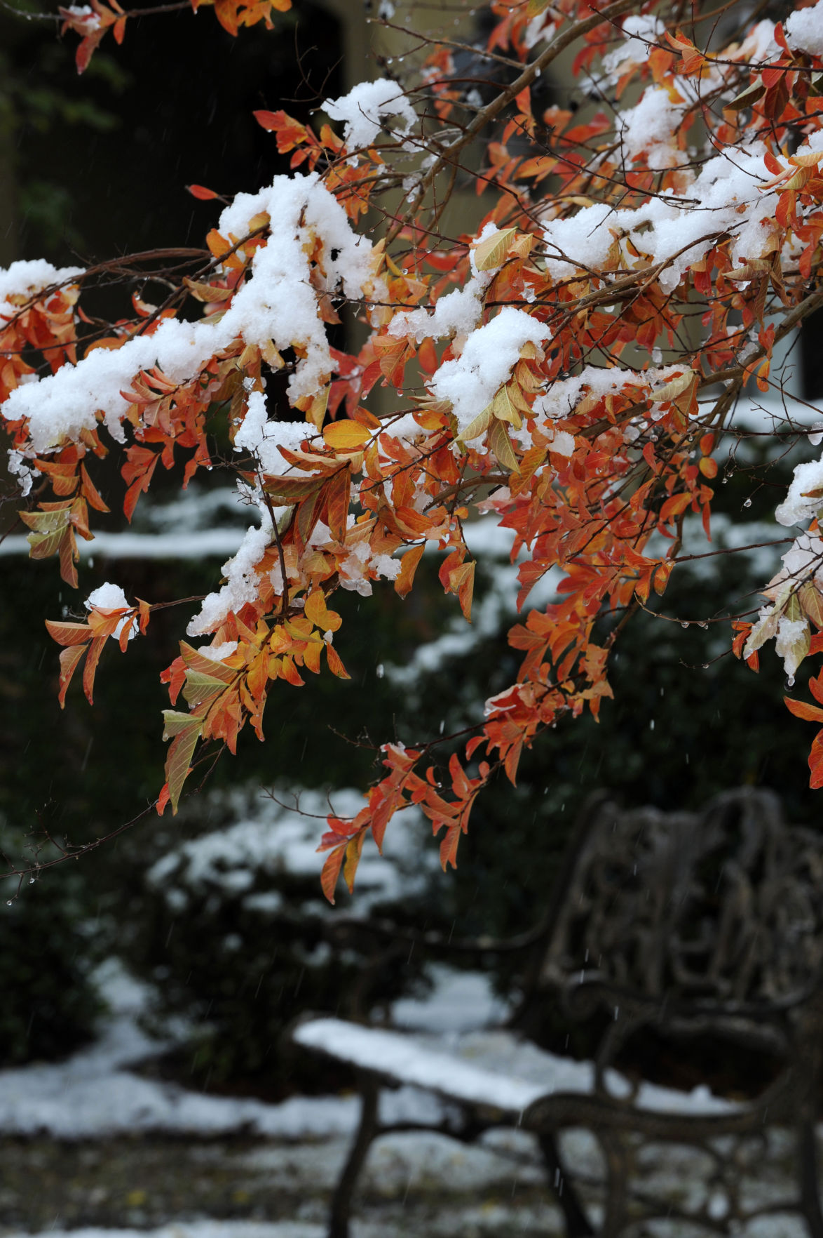 met snowy pd 548.jpg
